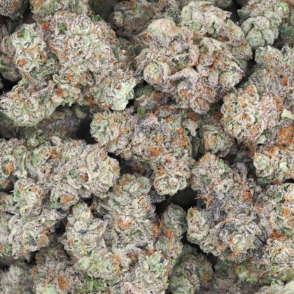 GG#4 x PURE KUSH